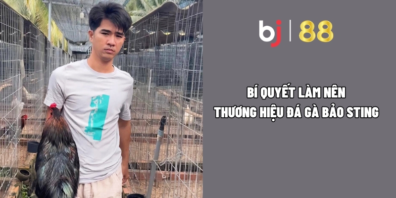 Bí quyết làm nên thương hiệu đá gà Bảo Sting