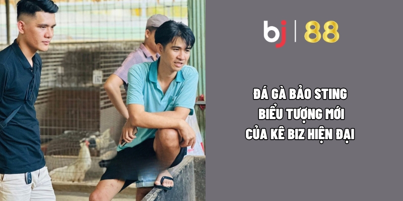 Đá gà Bảo Sting – Biểu tượng mới của Kê Biz hiện đại