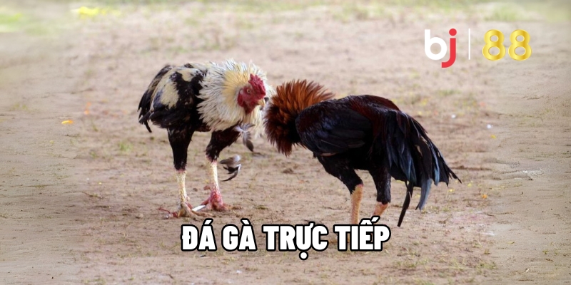Đá Gà Trực Tiếp – Trải Nghiệm Đỉnh Cao Cùng BJ88