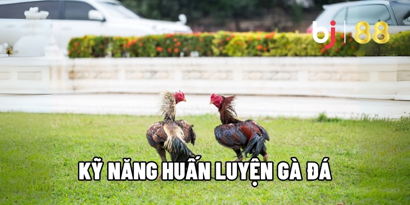 Kỹ Năng Huấn Luyện Gà Đá Tăng Sức Bền Và Phản Xạ Cực Nhanh