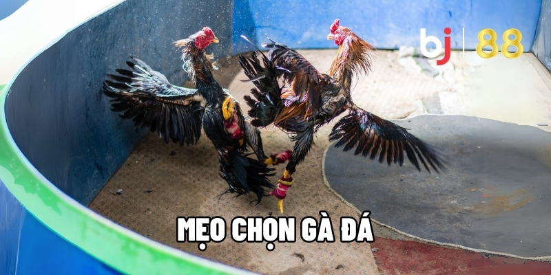 Mẹo Chọn Gà Đá Cao Thủ Truyền Lại Tăng Tỷ Lệ Chiến Thắng