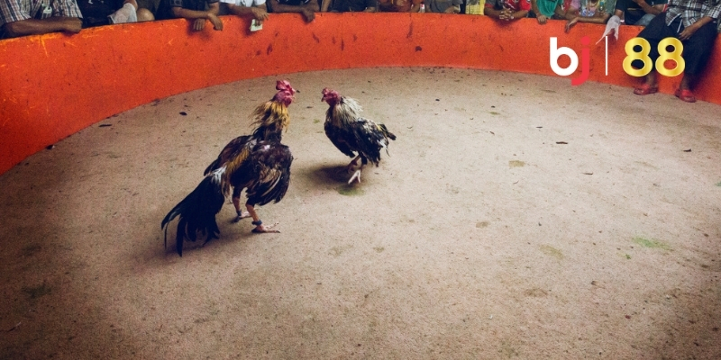 Mẹo chọn gà đá tơ chuẩn từng bước từ BJ88 chia sẻ