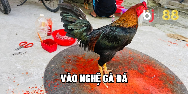 Vào Nghệ Gà Đá - Bí Kíp Tăng Lực Chiến Thắng Mọi Đấu Trường