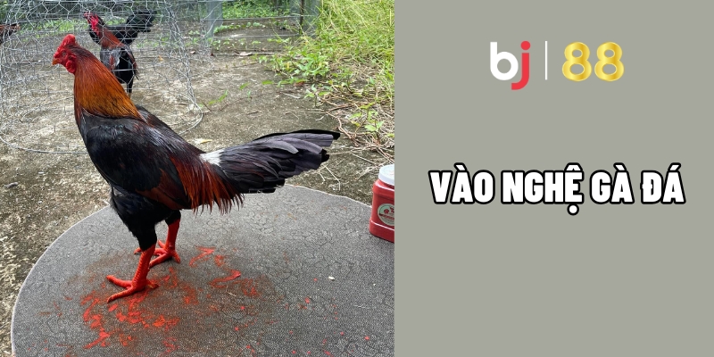 Bí thuật vào nghệ gà đá giúp chiến kê săn chắc mạnh mẽ vượt trội