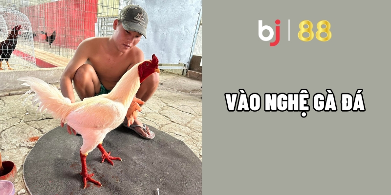 Ghi nhớ công dụng vào nghệ gà đá để dưỡng gà hiệu quả tối ưu