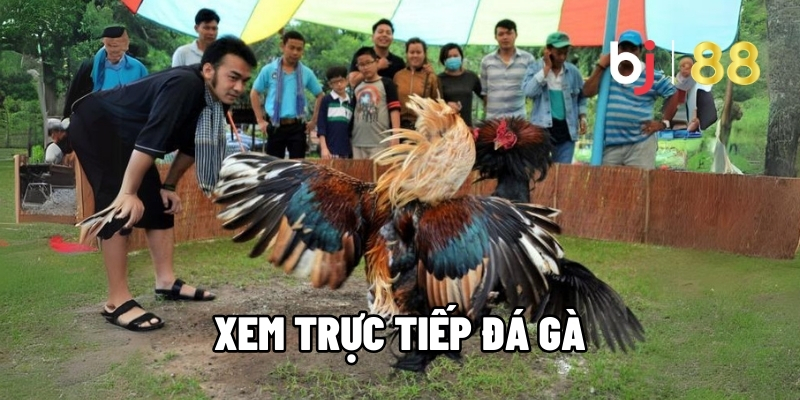 Xem Trực Tiếp Đá Gà Đỉnh Cao Mỗi Ngày Tại Trường Đấu Hot
